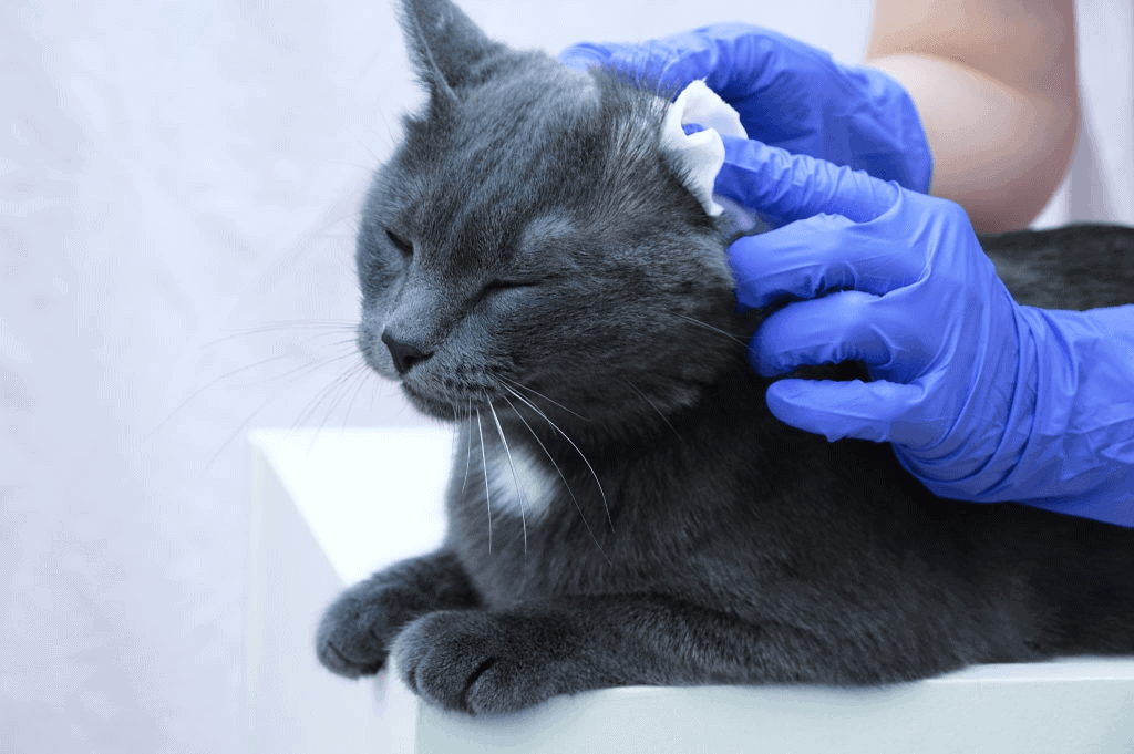 Tresaderm for Cats: Benefits, Safety, And Tips | Raise a Cat