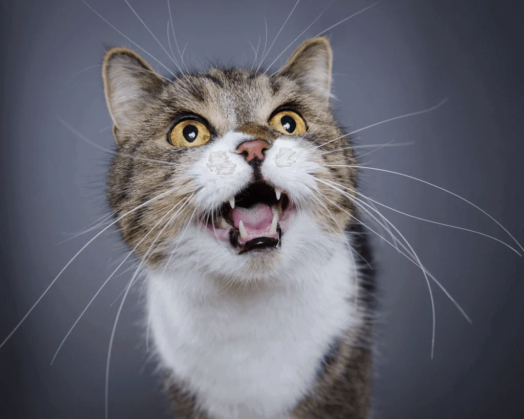 Cat meowing