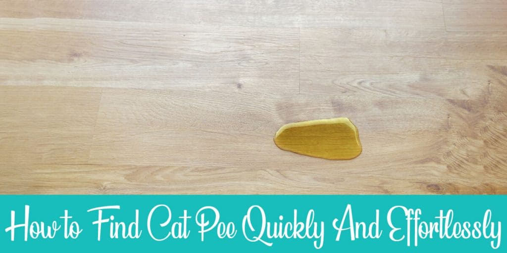 How to Find Cat Pee Quickly And Effortlessly Raise a Cat