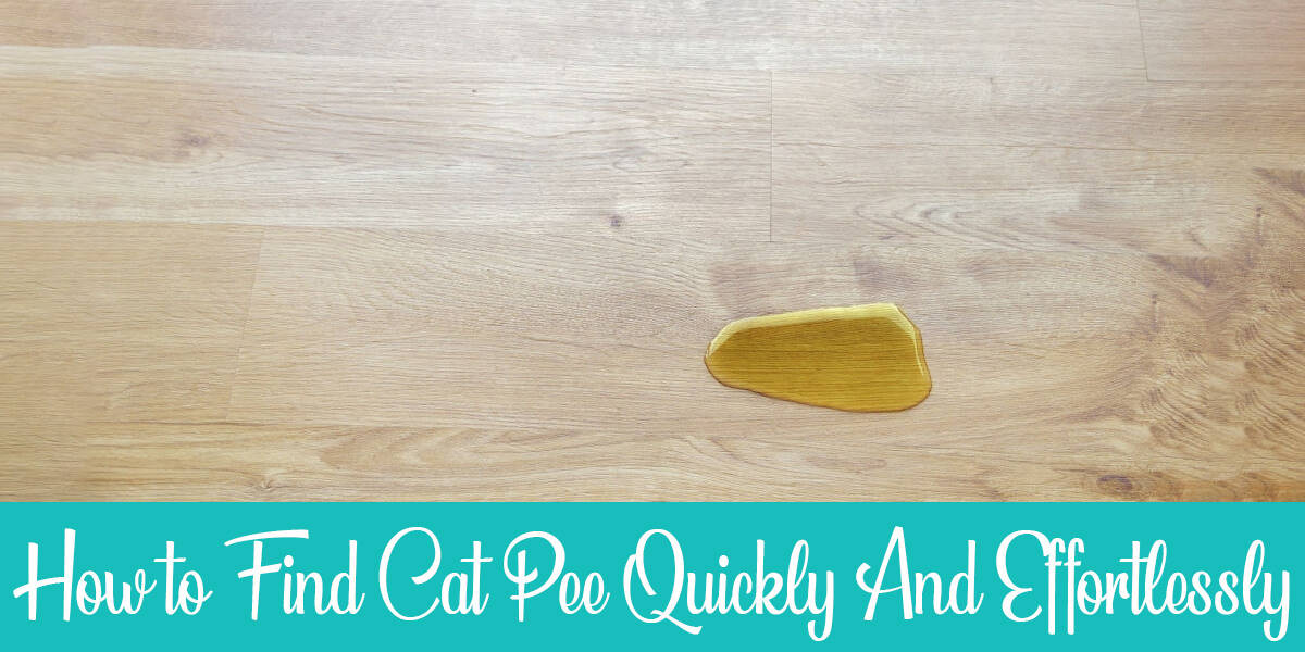 How to Find Cat Pee Quickly And Effortlessly