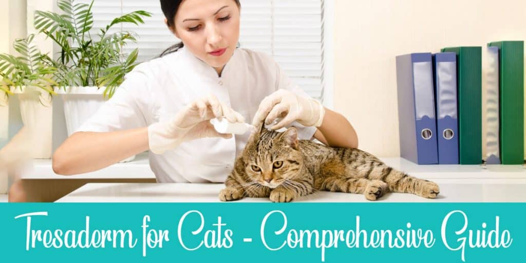 Tresaderm for Cats Benefits, Safety, And Tips Raise a Cat