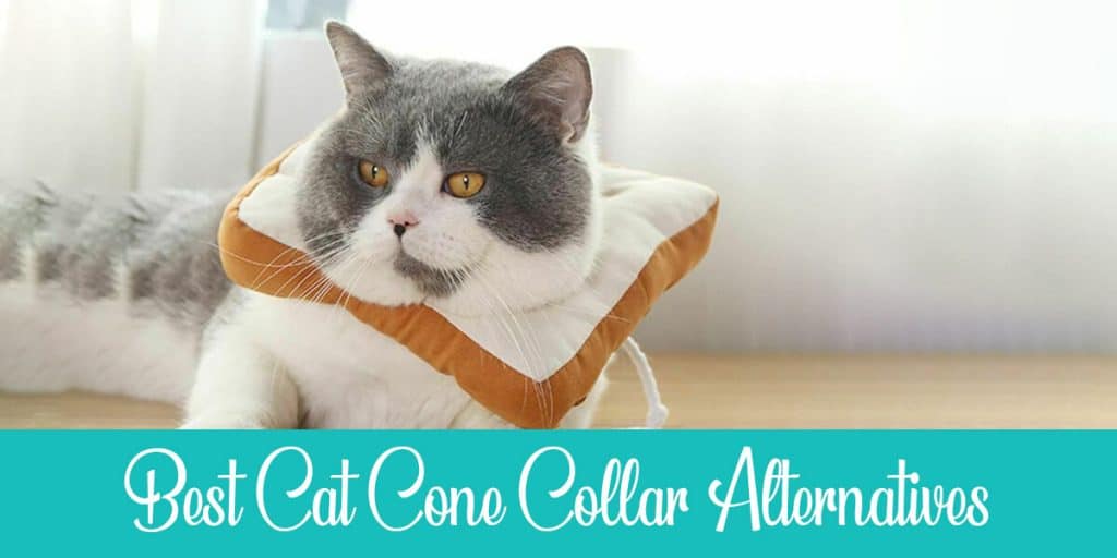 The Best 3 Cat Cone Collar Alternatives (+ DIY Guide) Raise a Cat