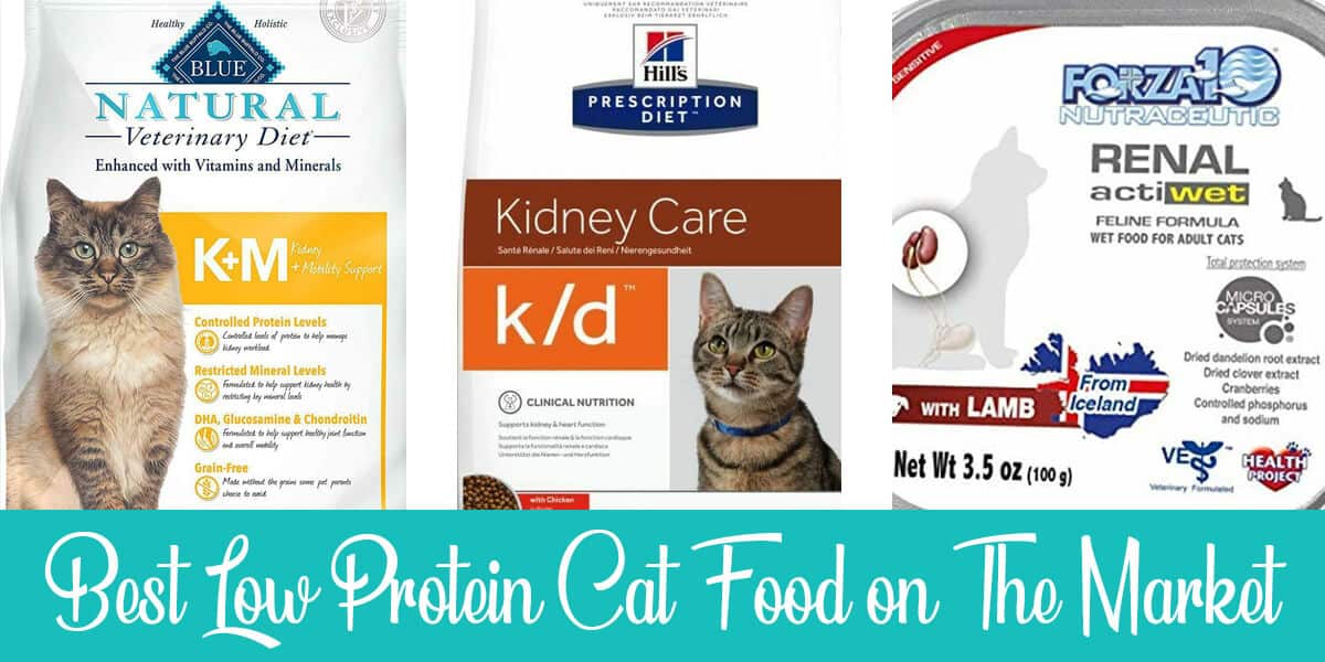 Best Low Protein Diet for Cats