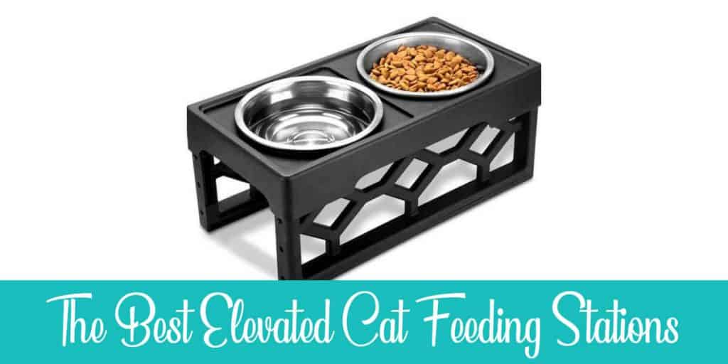 Best 5 Elevated Cat Feeding Stations Reviewed [2024]