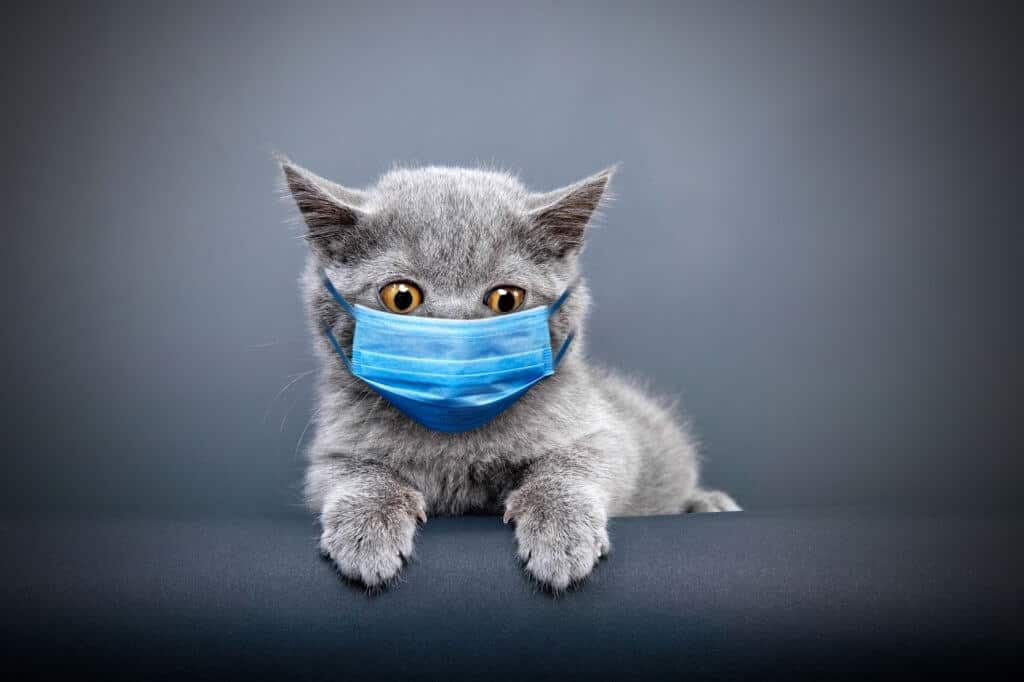 Cat with mask