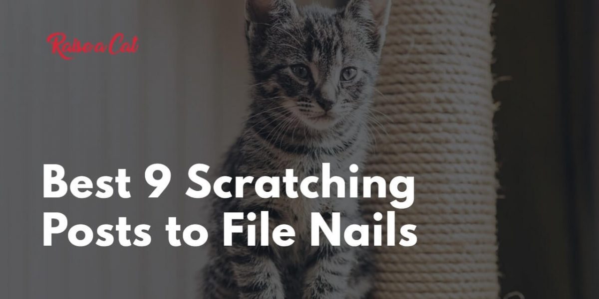 The 9 Best Cat Scratching Posts to File Nails (Reviews)