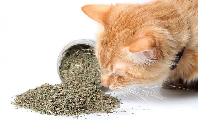 5 Cat Anxiety Natural Remedies You’ll Likely Find at Home Raise a Cat