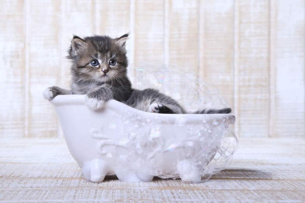 What’s the Best Way to Bathe My Cat?