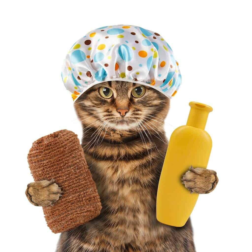 How to Make Cat Shampoo at Home?