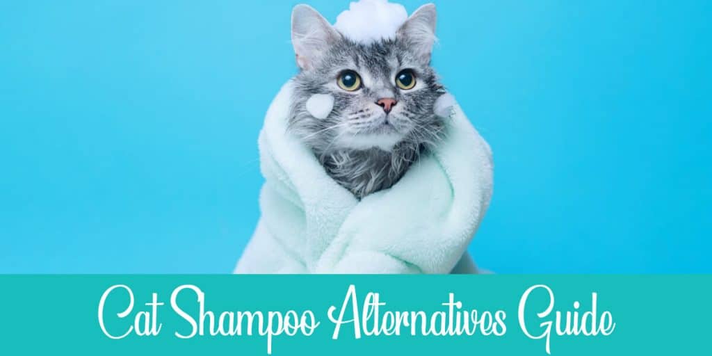 5 Cat Shampoo Alternatives Options, Safety, DIY Guide