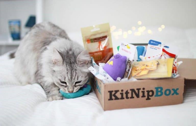 catnip subscription box