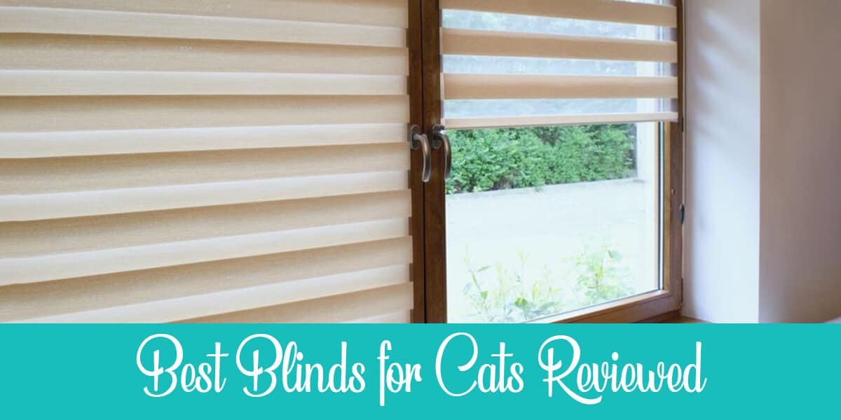 Best Blinds For Cats (Types + Product Reviews) Raise a Cat