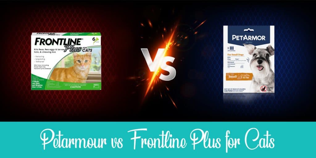 PetArmor vs Frontline Plus for Cats Full Comparison (2022) Raise a Cat