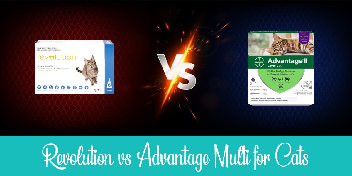 revolution-vs-advantage-multi-full-comparison-2024