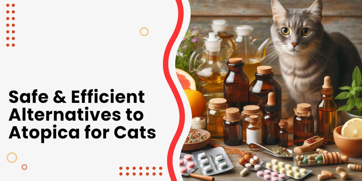 Safe Alternatives to Atopica for Cats