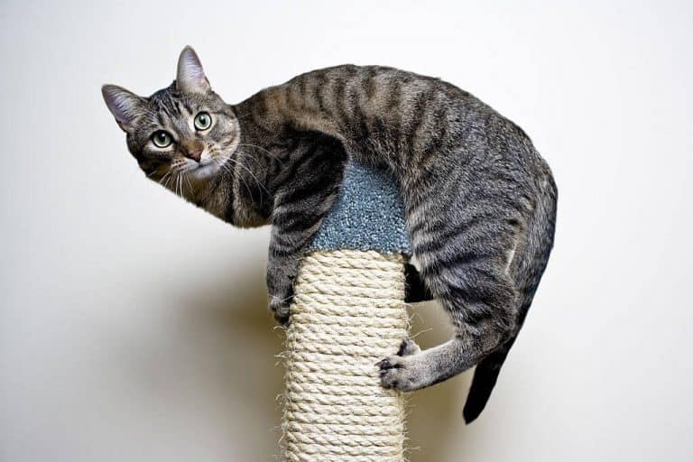 5 Tested Ways to Stop Cats From Attacking Blinds [2024]