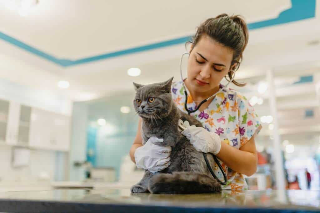 anxious cat in vet
