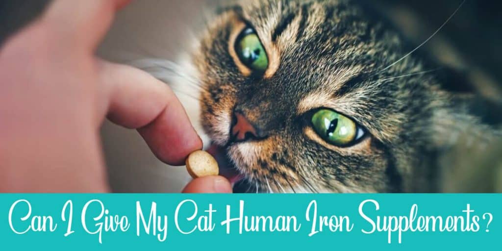 Can I Give My Cat Human Iron Supplements? Raise a Cat