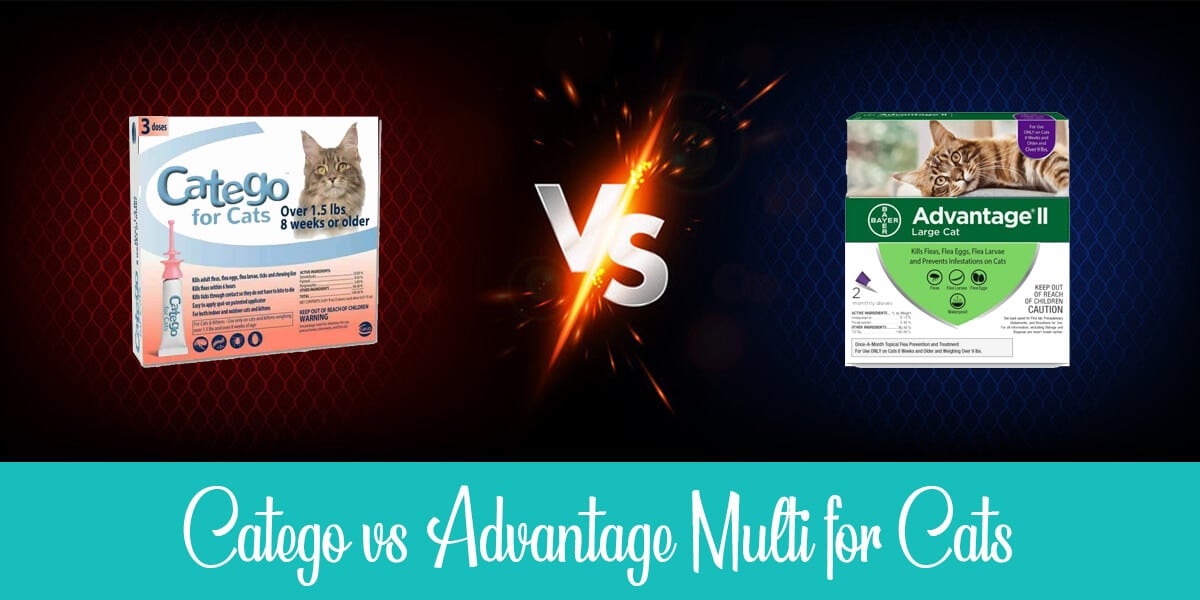 Catego vs. Advantage Multi