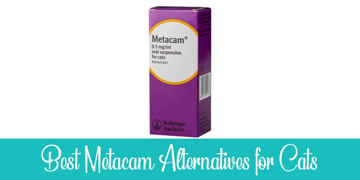 The Top 7 Alternatives to Metacam for Cats