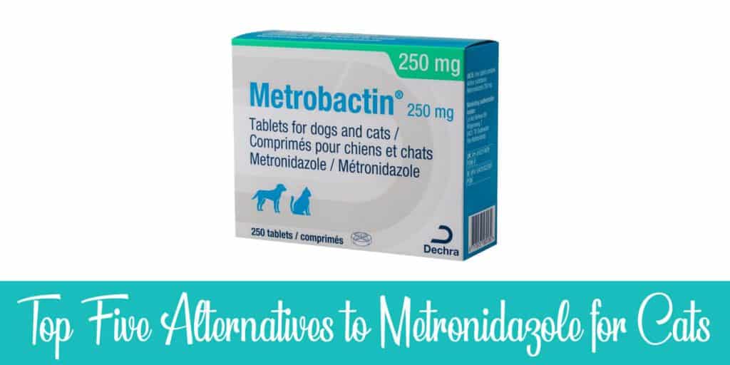 5 Best Alternatives to Metronidazole for Cats | Raise a Cat