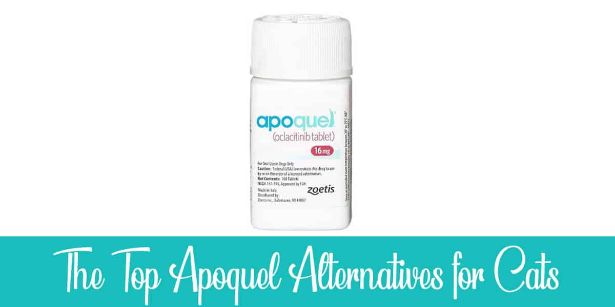 Apoquel Alternatives for Cats