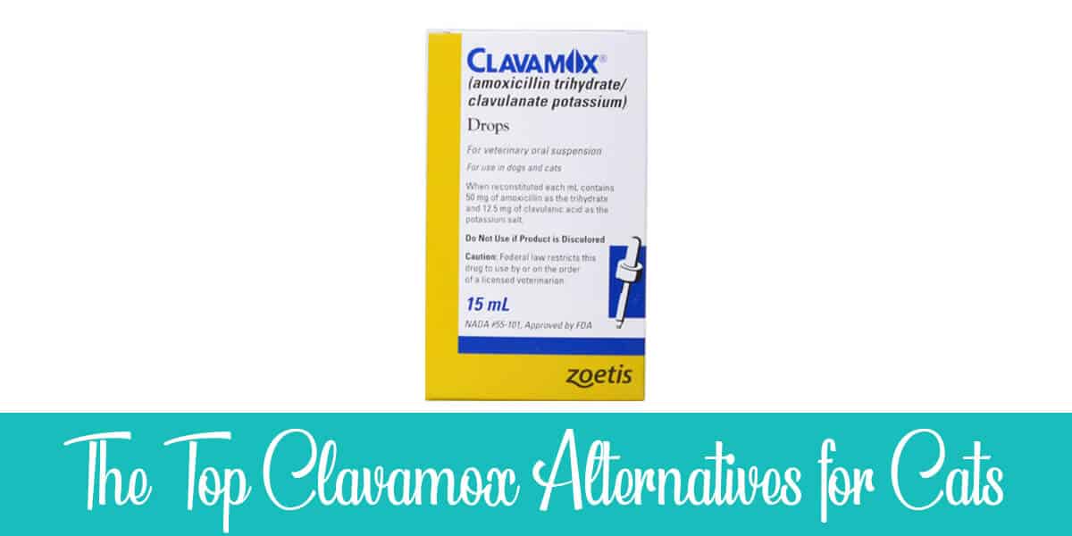 Clavamox Alternatives for Cats