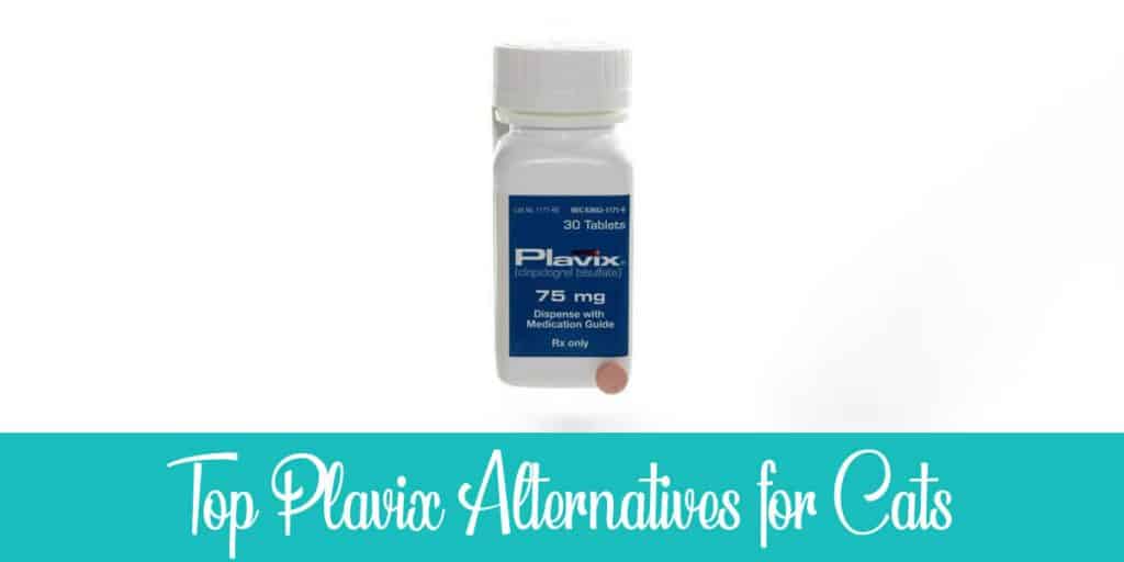 Alternatives to Plavix for Cats (Clopidogrel) - 7 Options