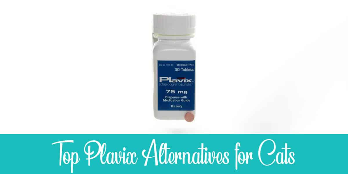 Alternatives to Plavix for Cats