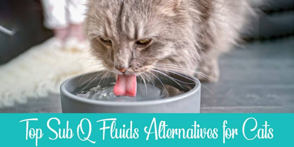 Alternatives to Sub Q Fluids for Cats - Ultimate Guide | Raise a Cat