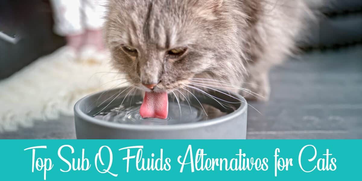 Alternatives to Sub Q Fluids for Cats