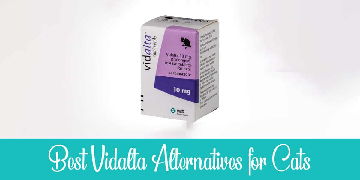 Alternatives to Vidalta for Cats