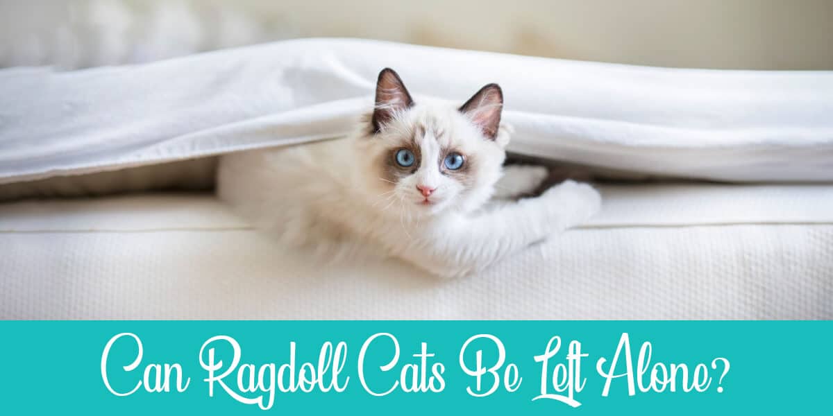 Can Ragdoll Cats Be Left Alone