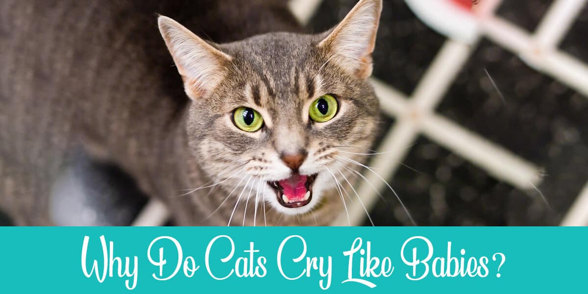 Why Do Cats Cry Like Babies? 7 Possible Reasons You Must Know