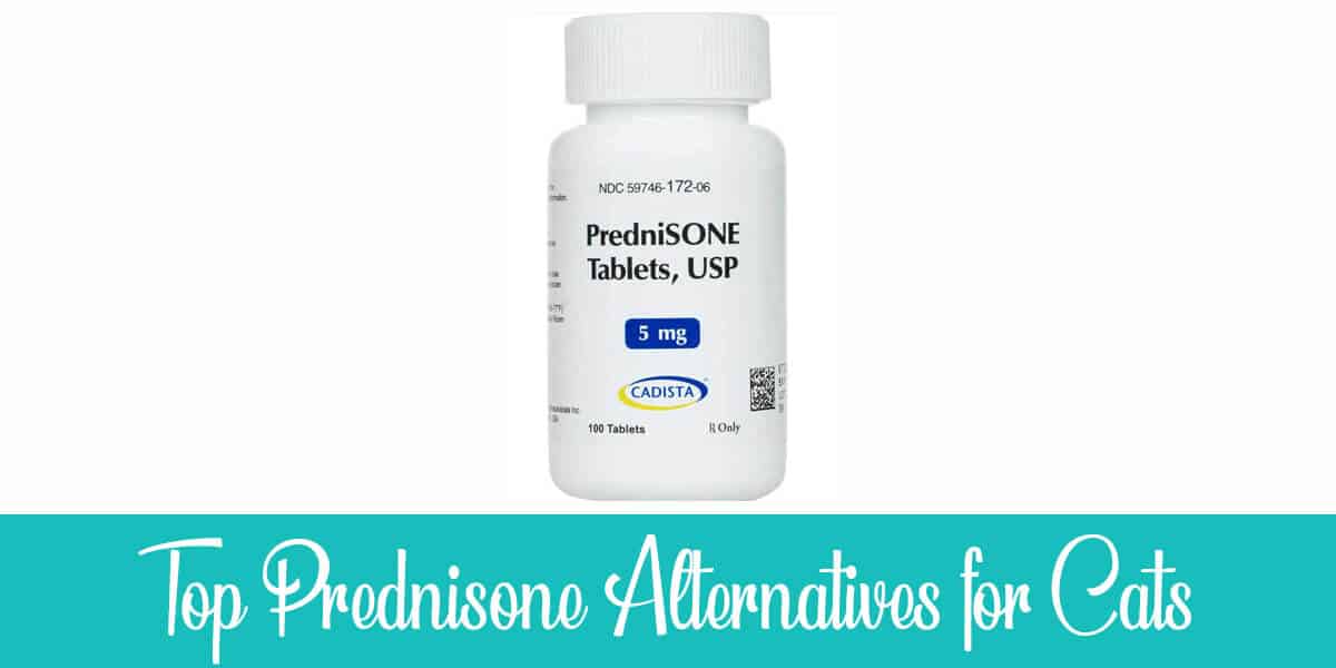 Alternatives to Prednisone for Cats