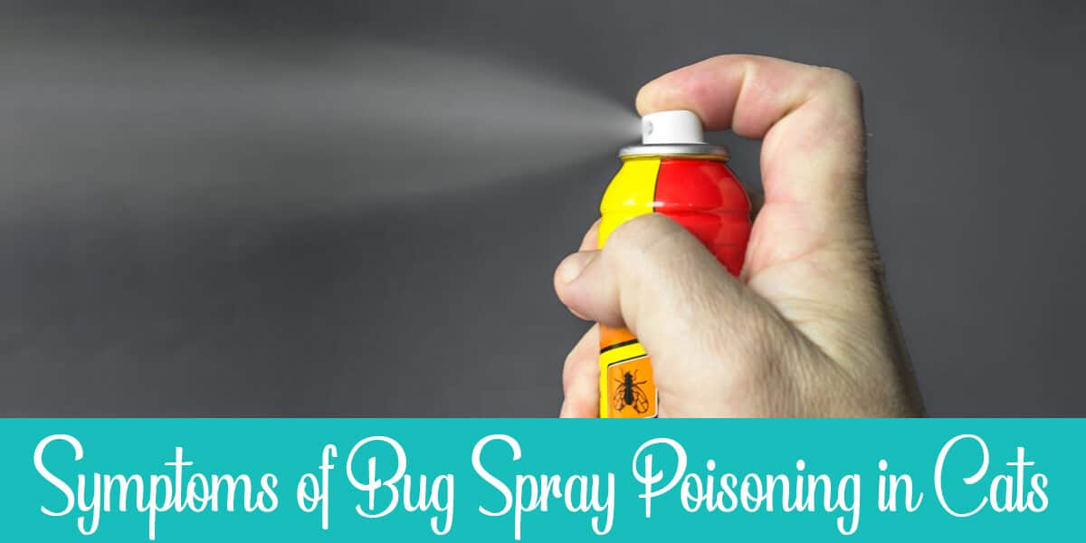 Symptoms of Bug Spray Poisoning in Cats