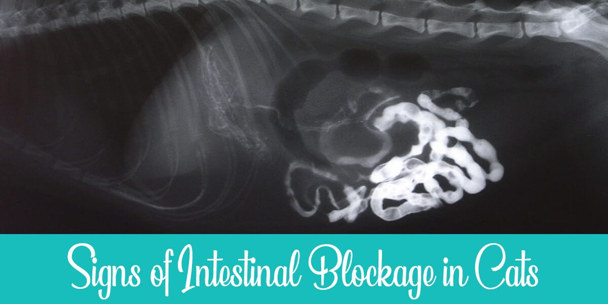 Symptoms of Intestinal Blockage in Cats