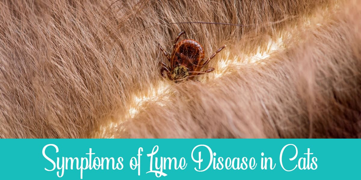 Symptoms of Lyme Disease in Cats 9 Cases Raise a Cat
