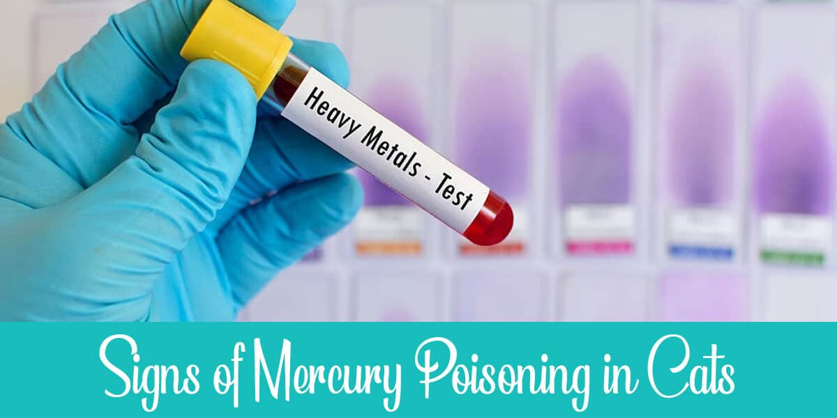 Symptoms of Mercury Poisoning in Cats
