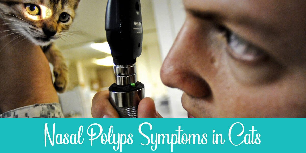 Symptoms of Nasal Polyps in Cats