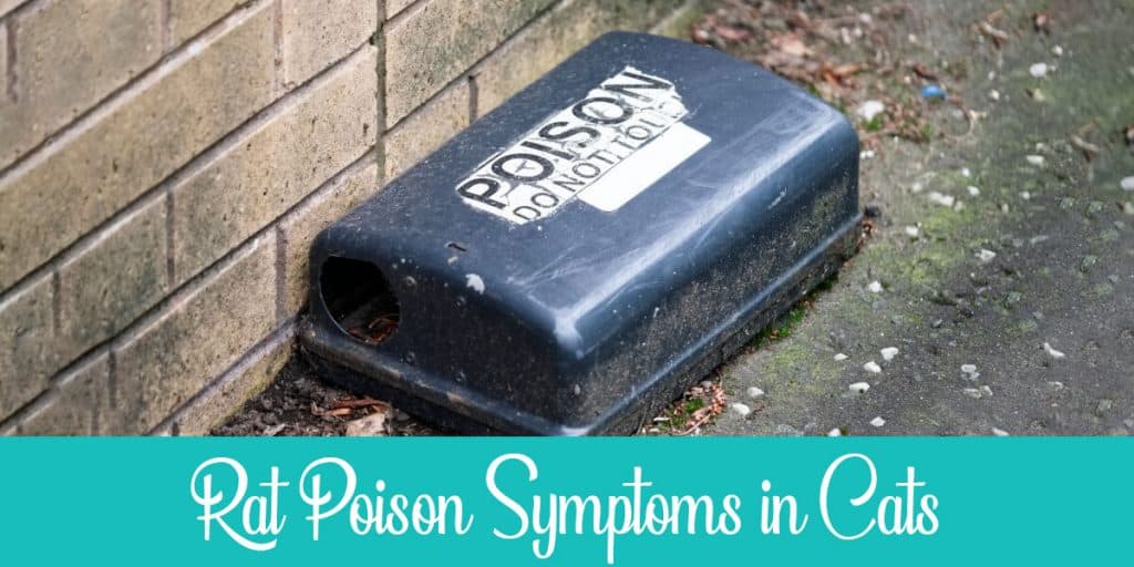 The 5 Typical Symptoms of Rat Poisoning in Cats Raise a Cat