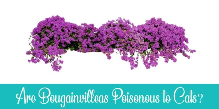 Are Bougainvilleas Poisonous to Cats? [Toxic or Not?]