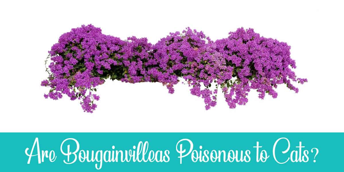Are Bougainvilleas Poisonous to Cats
