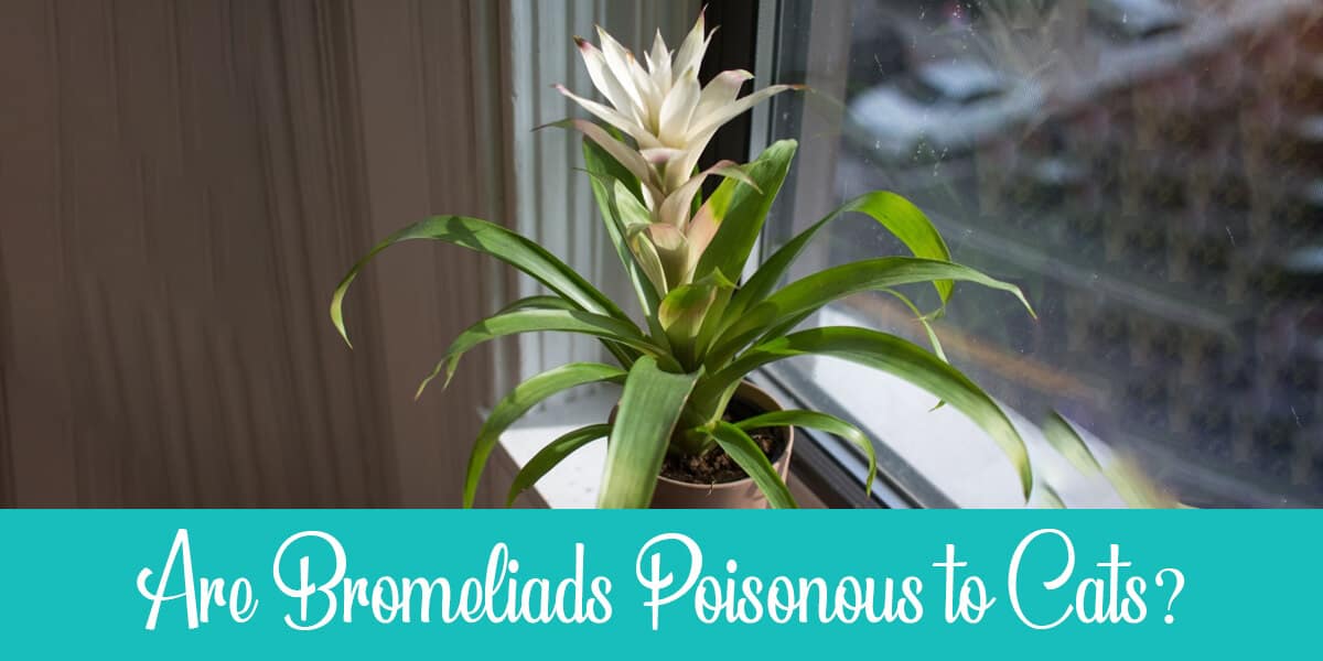 Are Bromeliads Poisonous to Cats?