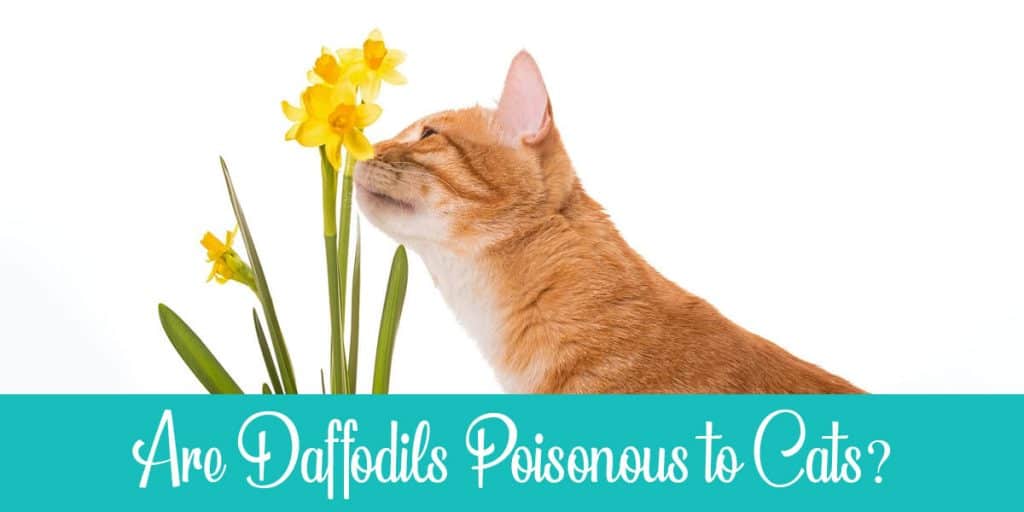 Are Daffodils Poisonous to Cats? Raise a Cat