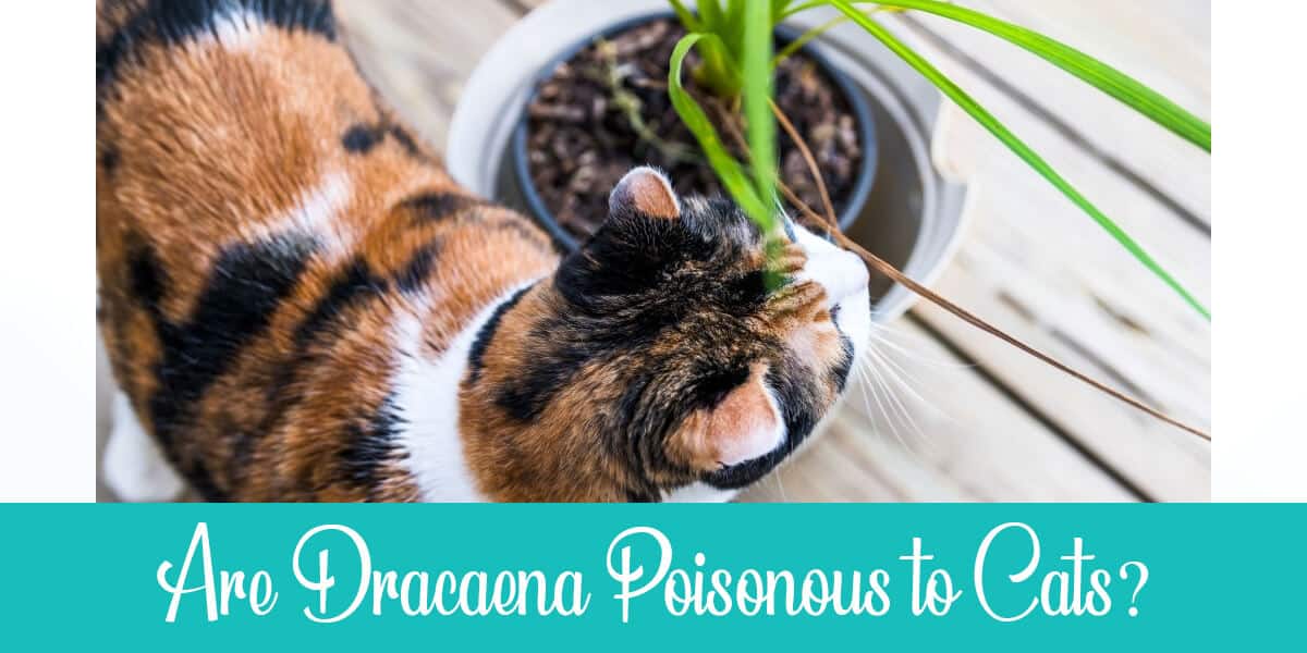 Are Dracaena Poisonous to Cats
