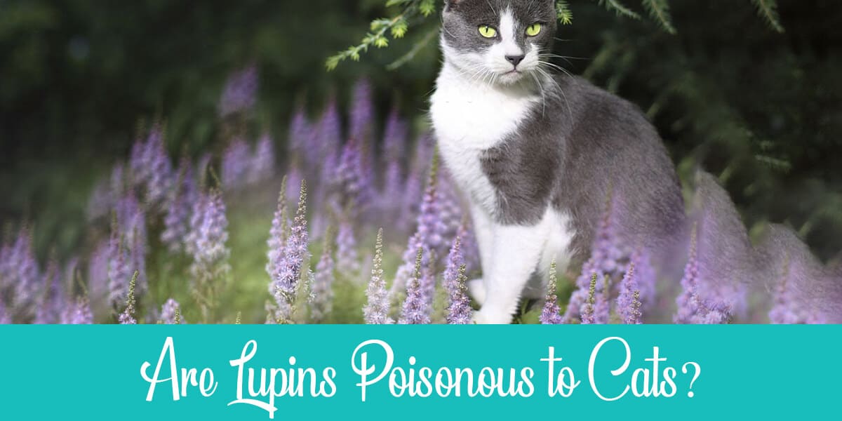 Are Lupins Poisonous to Cats?