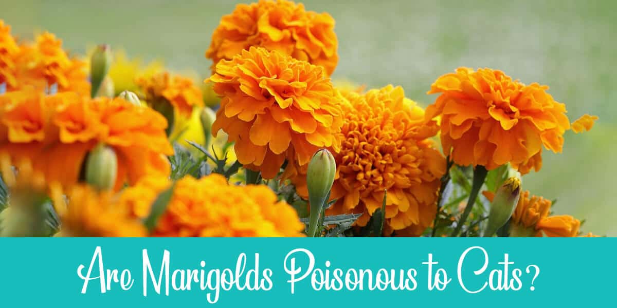 Are Marigolds Poisonous to Cats