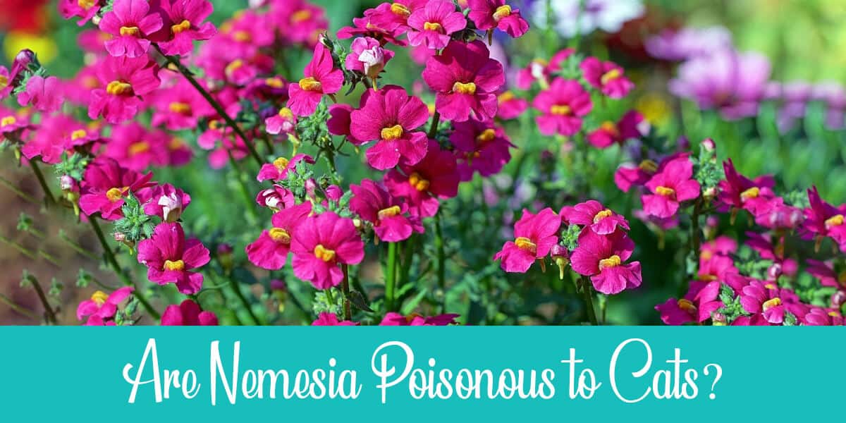 Are Nemesia Poisonous to Cats?