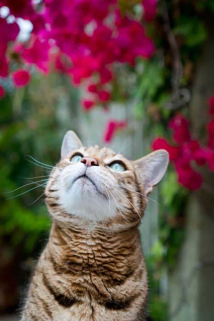 Are Bougainvilleas Poisonous to Cats? [Toxic or Not?]